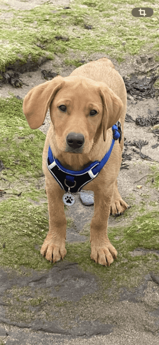Oscar, our latest family member